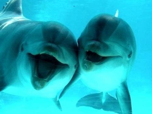 Kad bi dupini fotkali selfije