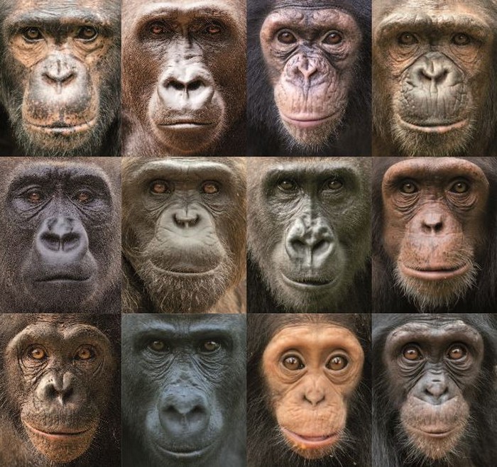 Evolucija lica