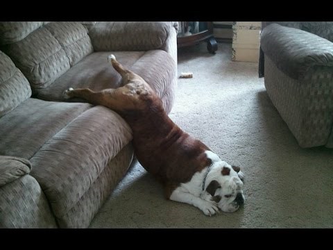 VIDEO: Gase svjetlo, čiste, peru suđe - psi su najbolji cimeri