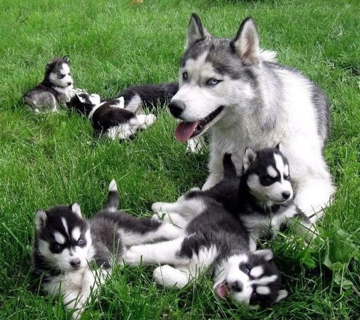 Huskići uvijek izgledaju užasno bijesno dok su mali