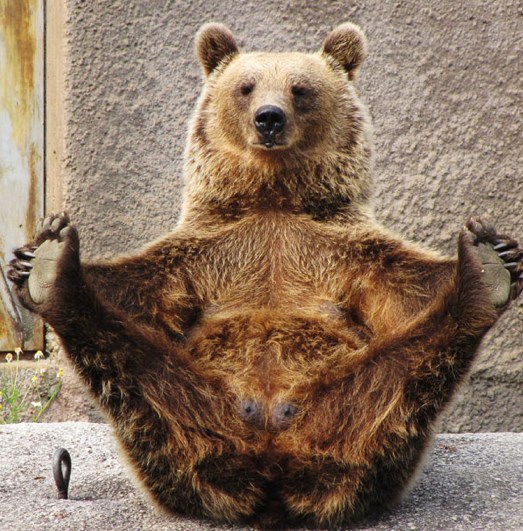 Medo čuo da je joga dobra za zdravlje