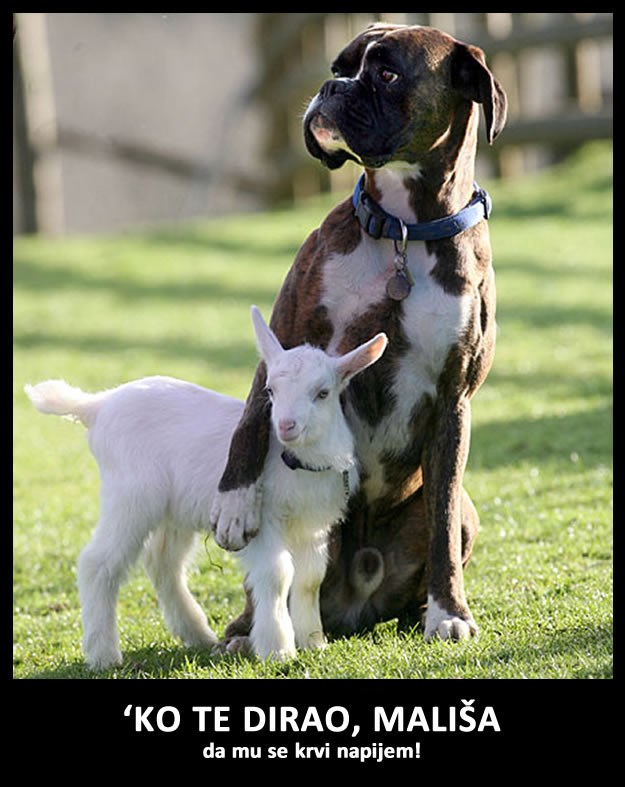 Pas zaštitnik brine za kozlića
