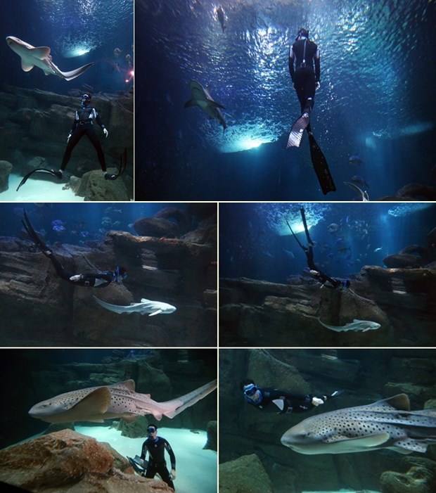 Budi hrabar i zaplivaj - s morskim psima!