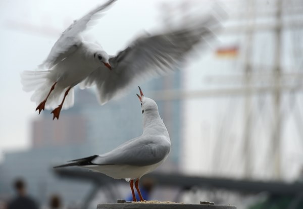 Galeb dragoj odlučio uletjeti u zagrljaj