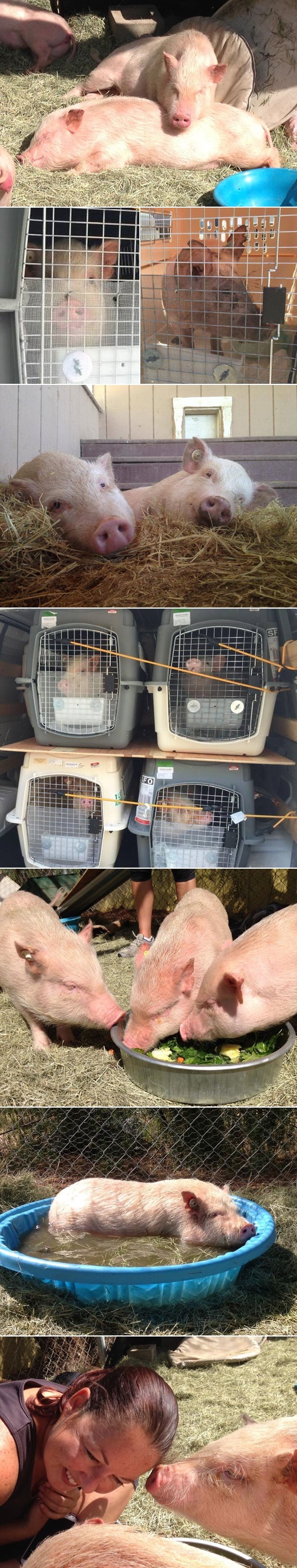 Iz pakla laboratorija spašena 31 mini svinjica, prvi put u životu vidjele sunce