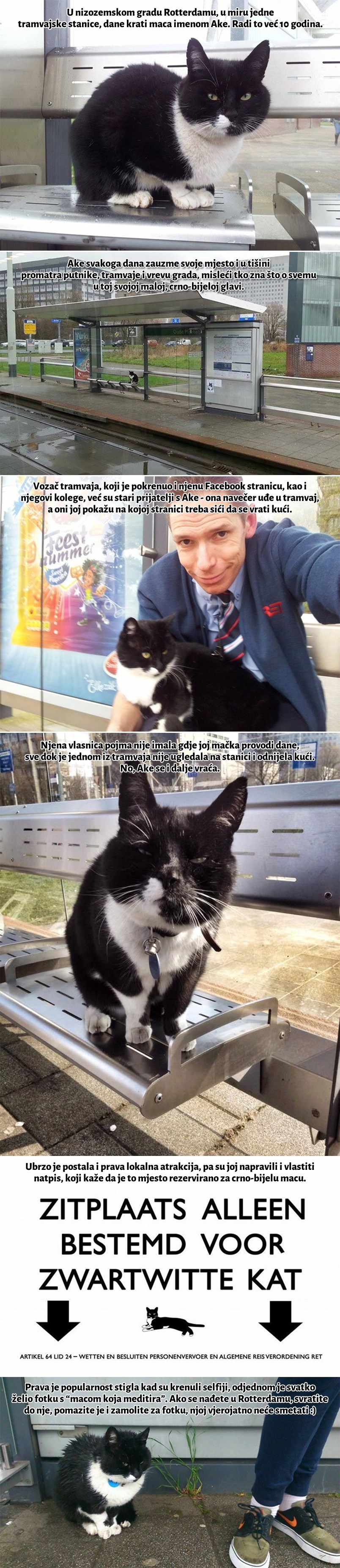 Galerija: Maca iz Nizozemske prisvojila tramvajsku stanicu