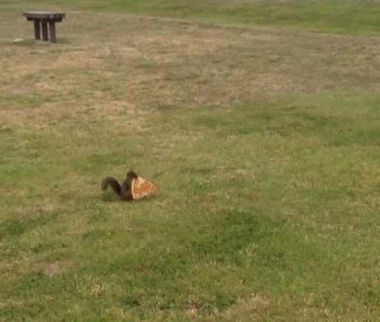 Vjeverice su nekad baš gamad