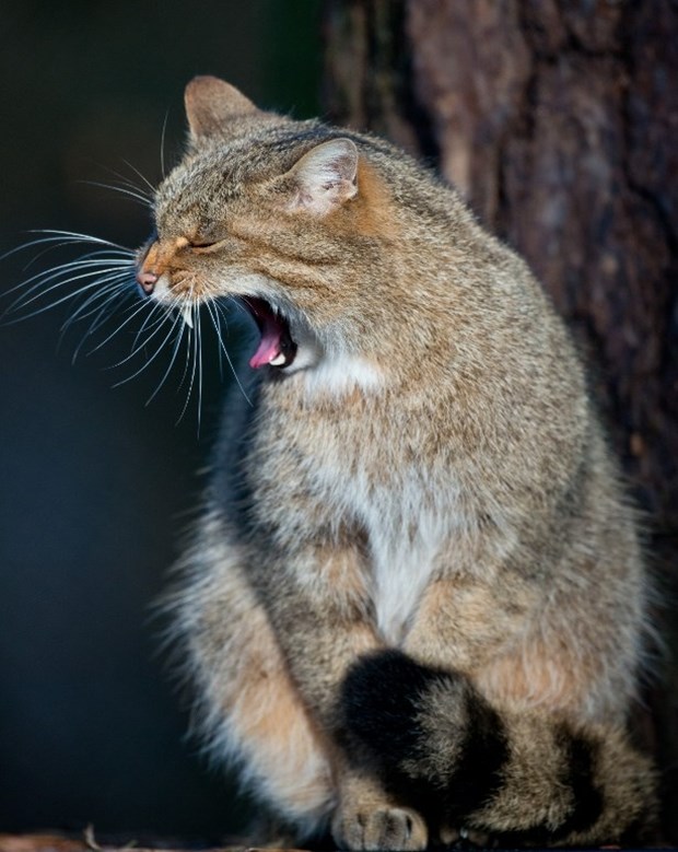 Mici maci se prispavalo