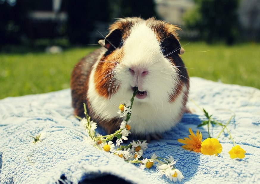 Awww, zamorčić papa cvjetić