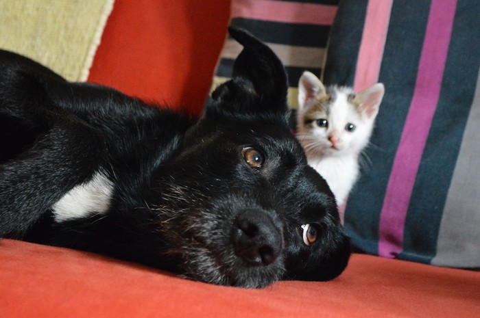 Ravi & Mao 