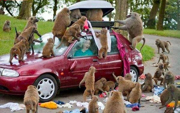 Ej, stari, hvala na novim krpicama!