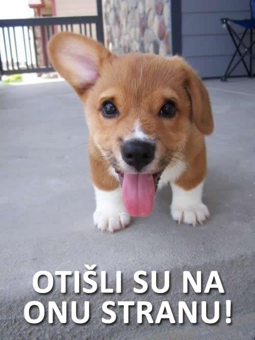 Slatki psić pomaže naći lopove