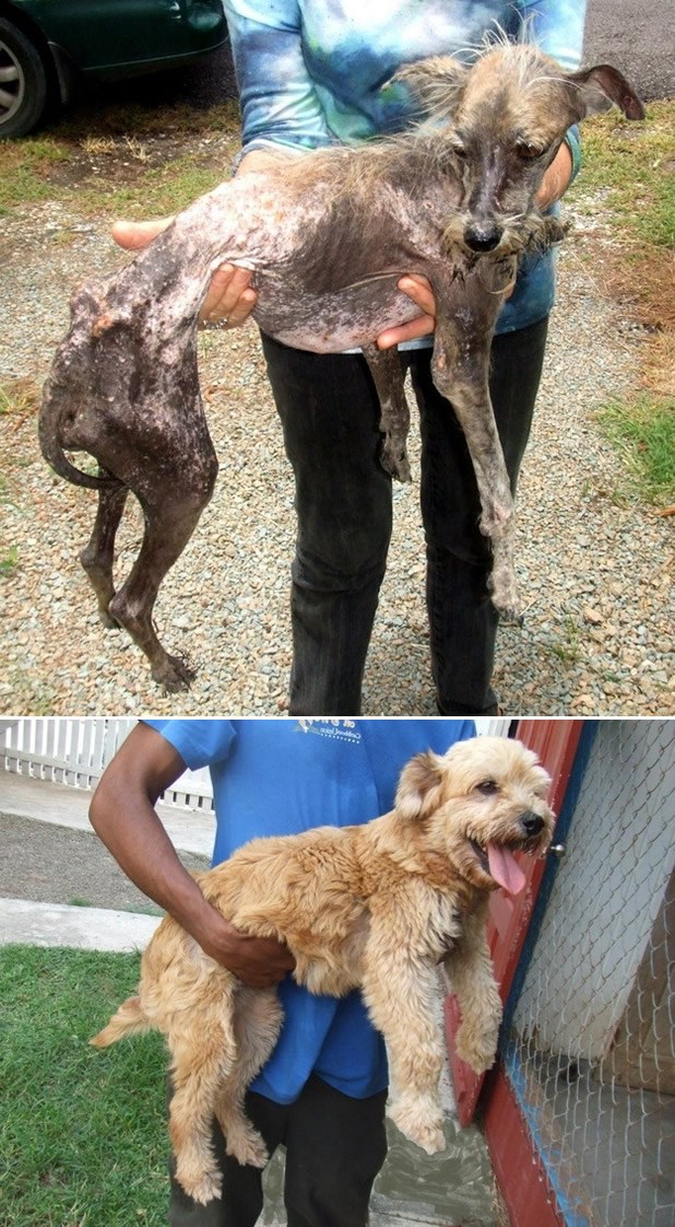 Prelijepi psić spašen od smrti: Ponovno veseo i sretan