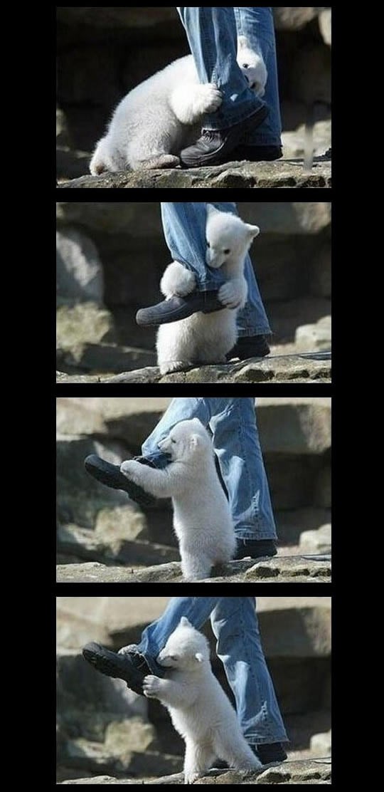 Čovjek preživio napad polarnog medvjeda