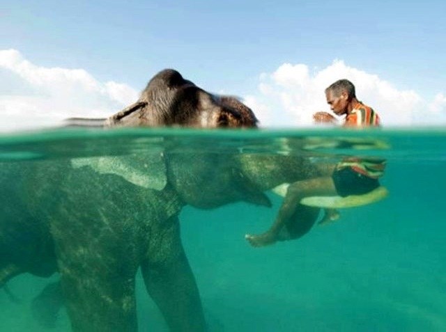 Slon i njegov čovjek - nerazdvojni cijeli život