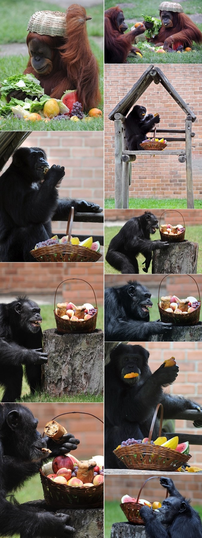 Brazilskim majmunima Djed Mraz već donio pune košare voća