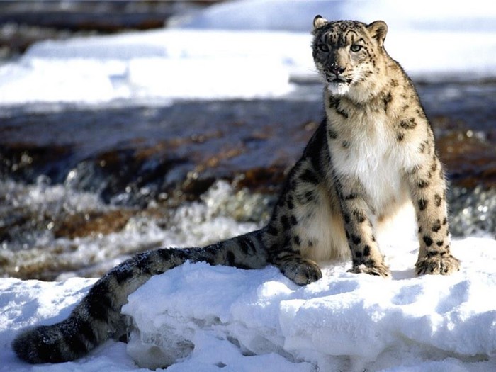 I snježnom leopardu već dosta snijega