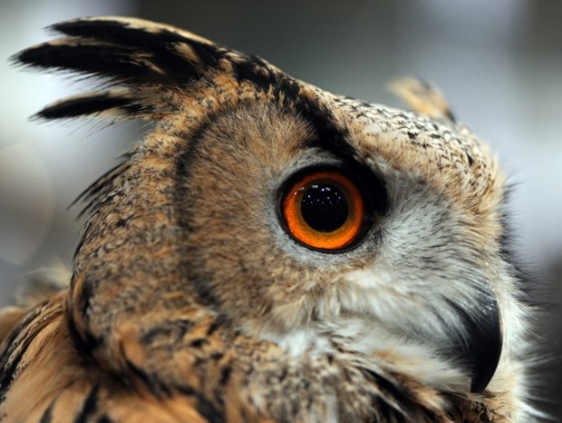 Pazi, sova te gleda!