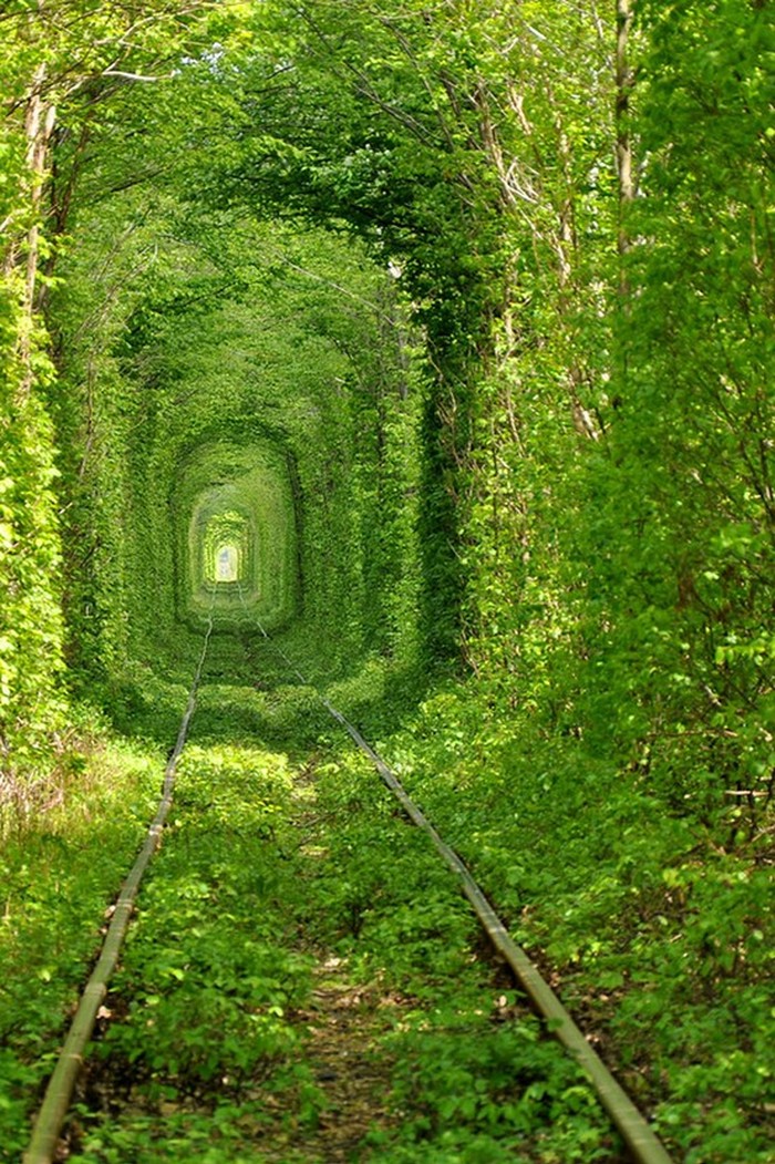 Ukrajinski tunel od živog drveća