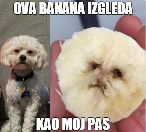 Upomoć! Pas mi je u banani!