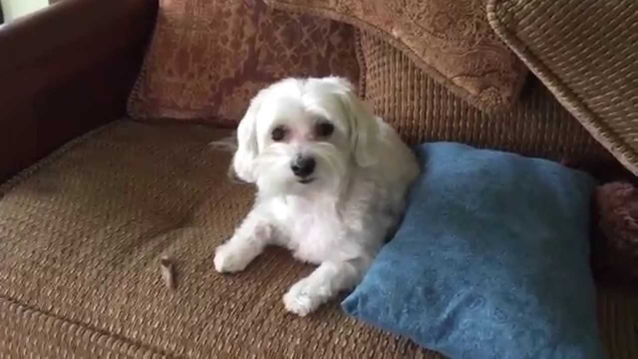 Kako prepoznati koji je pas kriv za nered?