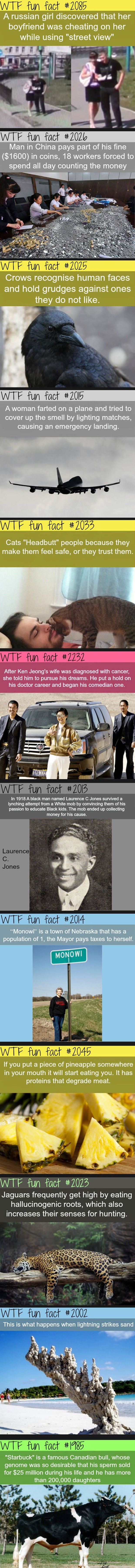 WTF zanimljivosti: Bik "napravio" 200 000 teladi!