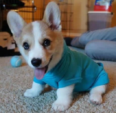 Uhati slatkić u novoj robici rano ustao za nedjelju šetnju