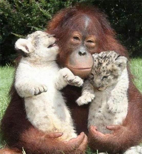 Lijevi ili desni - ne zna se koji mu je slađi i draži