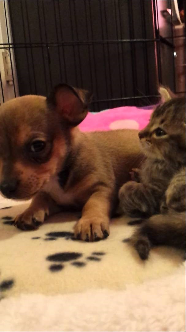 VIDEO: Vrijeme za maženje i još malo spavanca