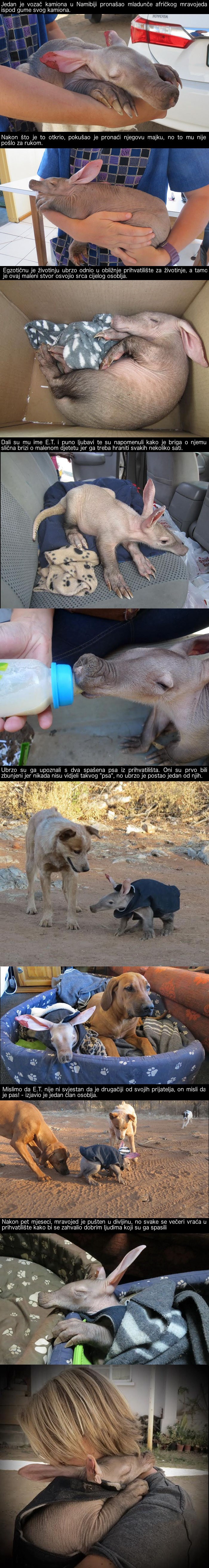 Vozač je pod kamionom pronašao egzotično stvorenje koje je ostalo bez majke i odlučio mu pomoći