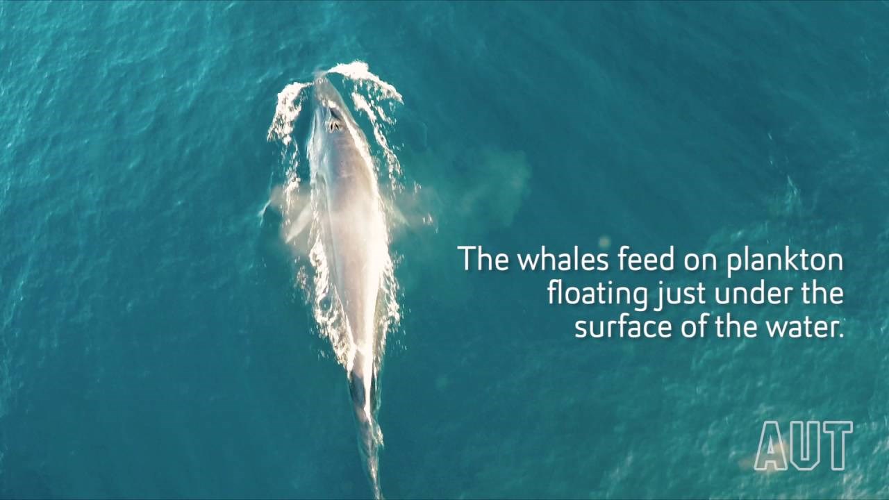 Predivna smirujuća snimka s drona pokazuje hranjenje ugroženih kitova