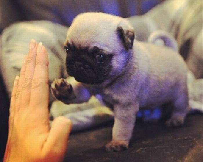 "Daj pet" nikad nije bio slađi