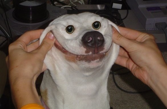 Sa psima je zabavno čak i kad ništa ne rade