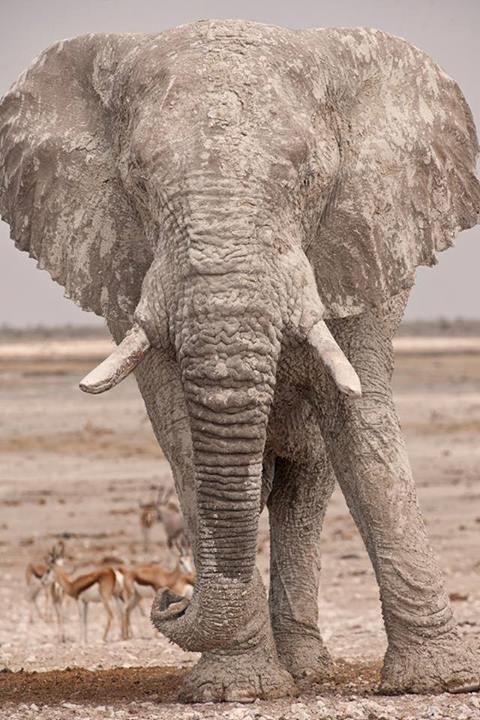 Ogojili su ga prasci