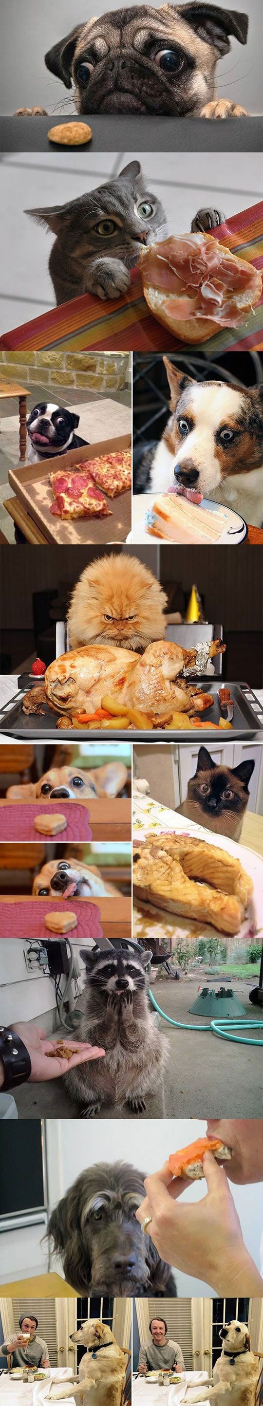 Fotke ljubimaca koji zaljubljeno gledaju u hranu uljepšat će vaš dan