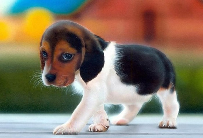 Puppy eyes: Kad te ovako gleda, ne možeš ga odbiti