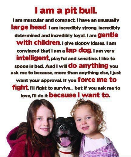 Pit bull je "strašna zvijer"?