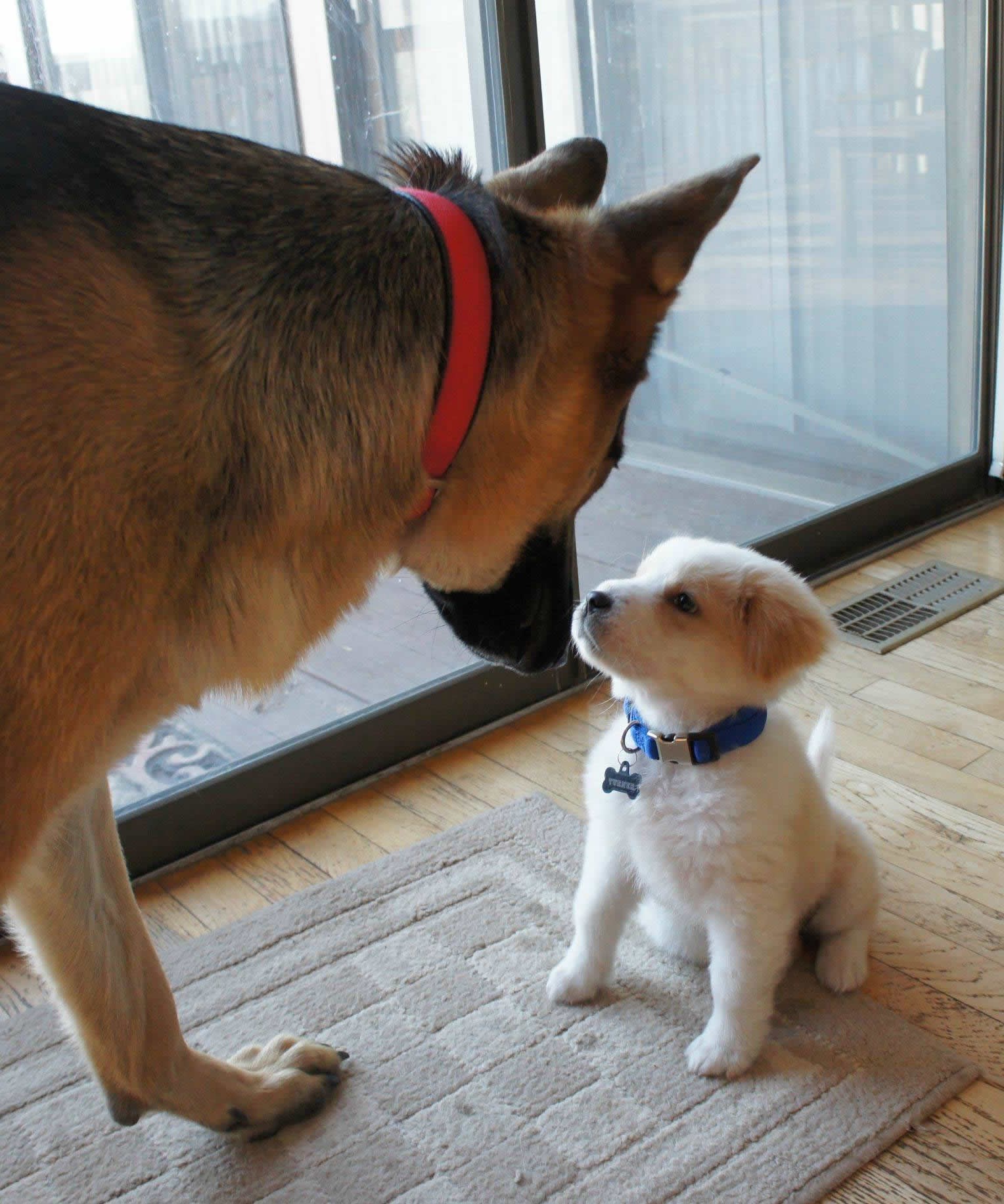 Pesekov novi dom i upoznavanje velikog brata