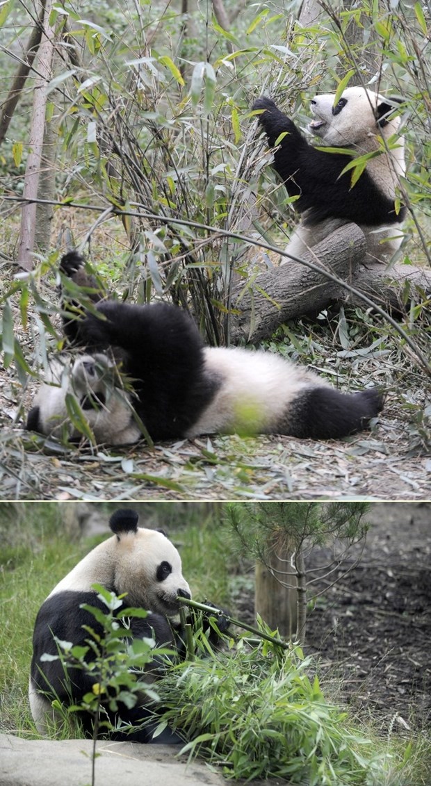 Pande uživaju u bambus raju