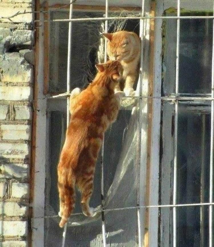 Sve za pusu: Neustrašivi mačak iznenadio voljenu