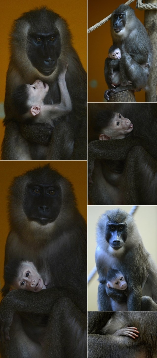 Najsigurnije je u maminom zagrljaju