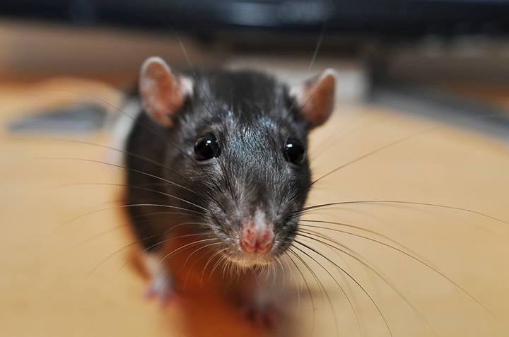 Znatiželjni miško čuo da dijeliš sir za doručak