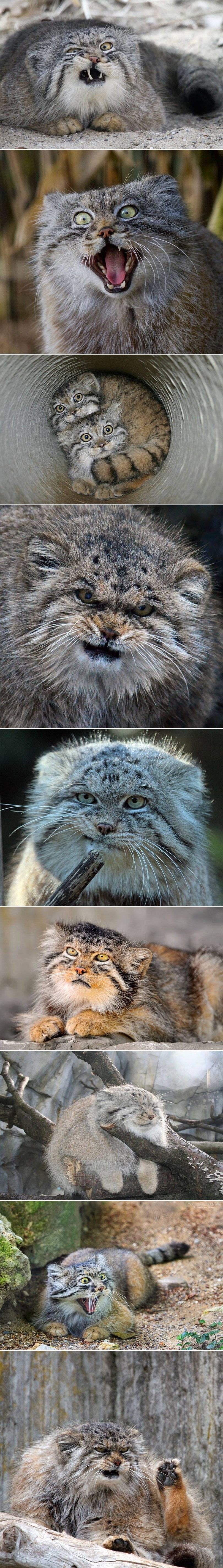 GALERIJA: Manul, divlja mačka specifičnog izgleda