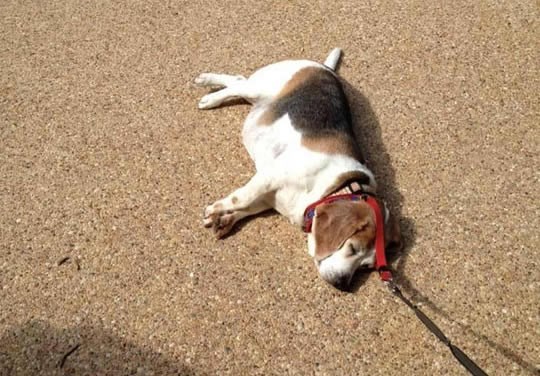 Mali lijenčina zaspao usred šetnje