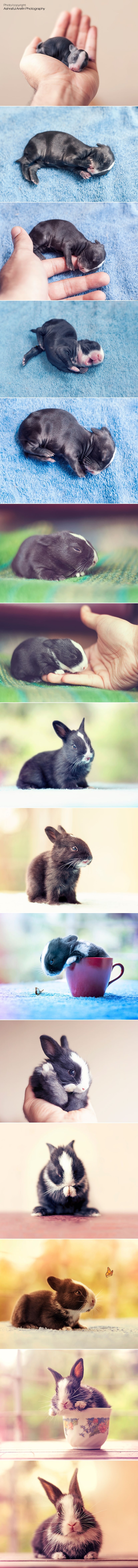 GALERIJA: Odrastanje jednog zeke