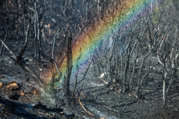 Neuništiva čarolija prirode: Duga na zgarištu
