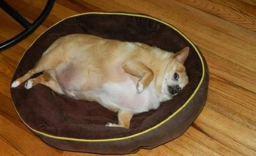 Proždrljivi pas ne miče guzicu iz krevetića