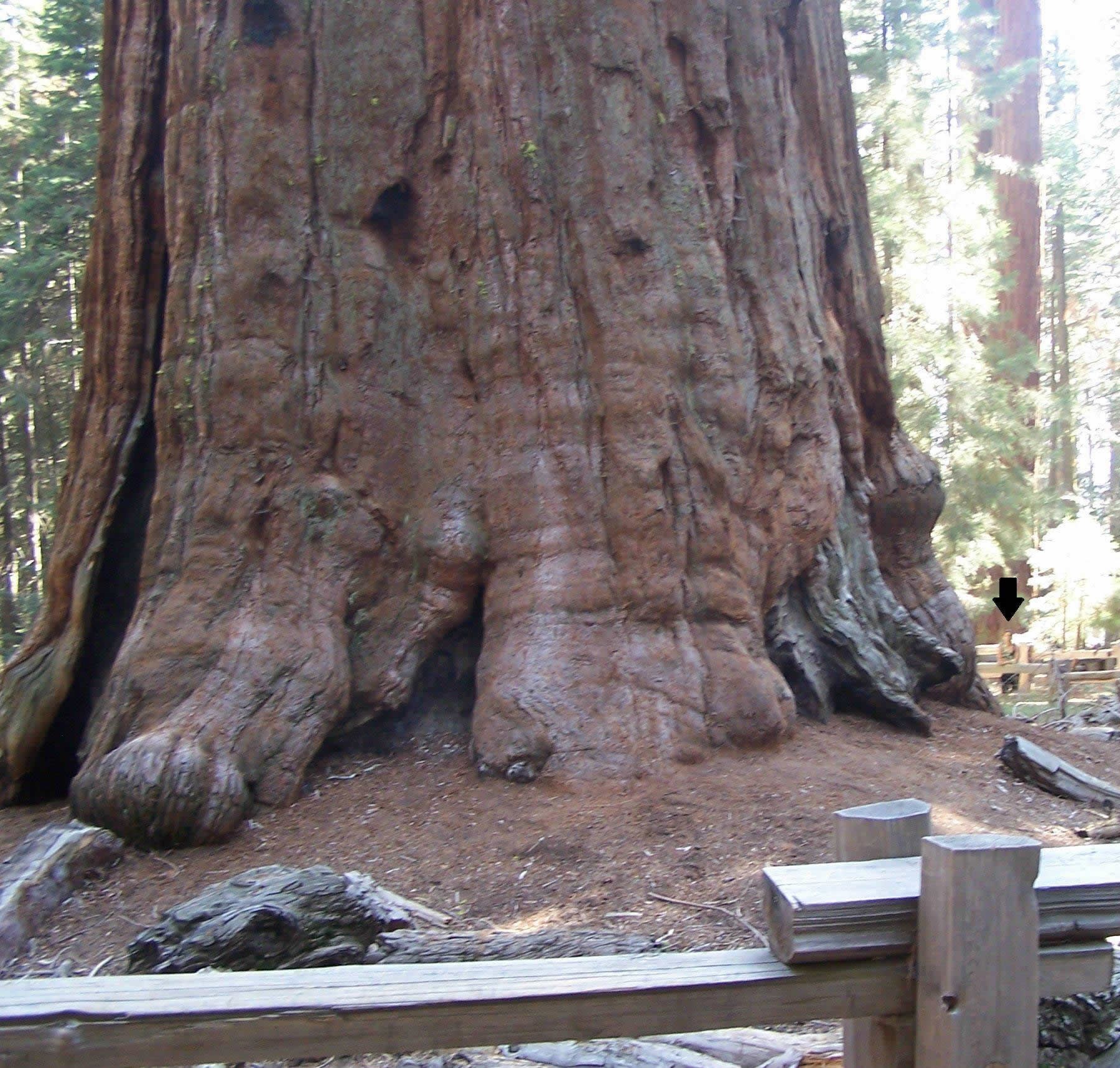 Čovjek pokraj najvećeg drveta na svijetu