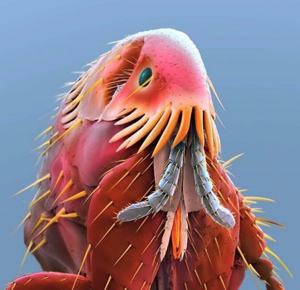 Buha pod elektronskim mikroskopom