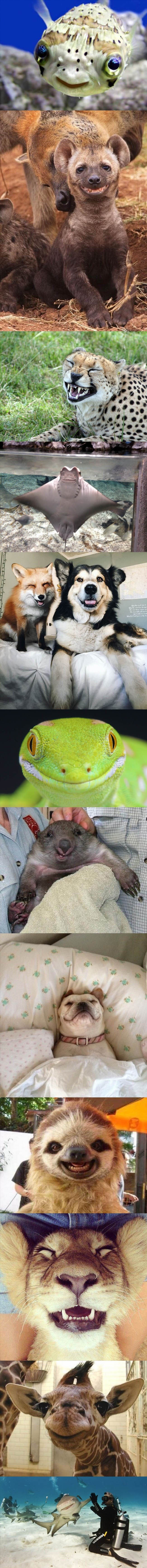 Tko kaže da se životinje ne znaju smijati?